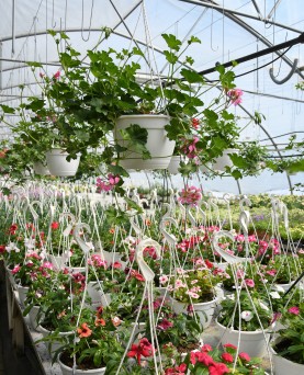 Vinca EN-GROS