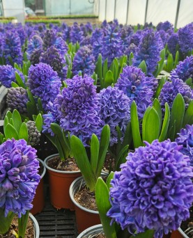 Zambile de primăvară 