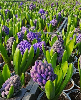 Zambile de primăvară