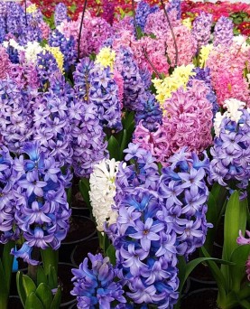 Zambile de primăvară