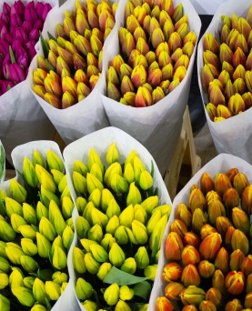 Lalele Tăiate En-Gros Lalele Tăiate En-Gros