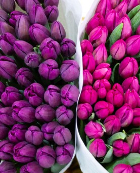 Lalele Tăiate Lalele Tăiate