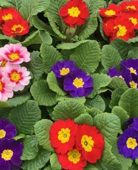 Primula En-Gros
