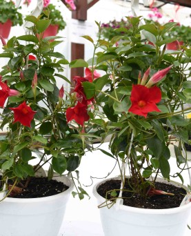 Dipladenia