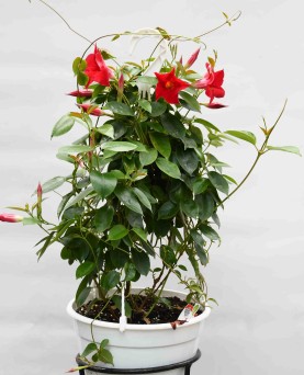 Dipladenia