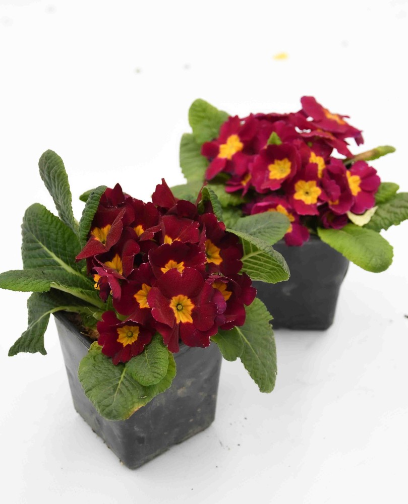 Primula