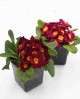 Primula