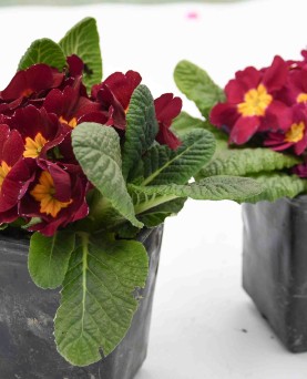 Primula