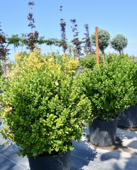 Buxus sempervirens Globular - Cimișir 