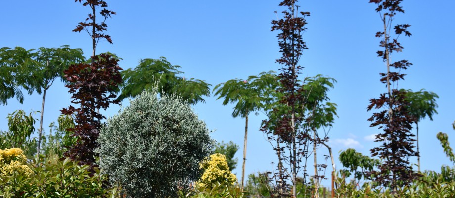 Copaci Ornamentali 