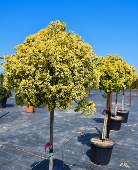 Euonymus japonicus  Copac