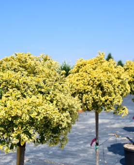 Euonymus japonicus  Copac
