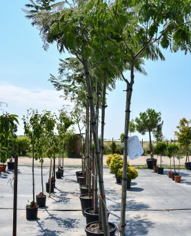 Arbore de Mătase 