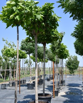 Catalpa Globulară 