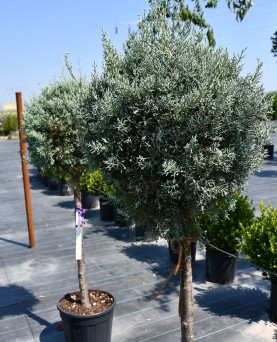 Chiparos Albastru Globular