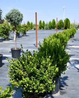 Buxus sempervirens Globular - Cimișir 