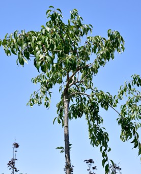 Cireș 