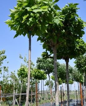 Catalpa Globulară 