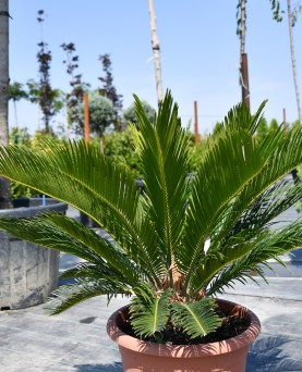 Palmier Cycas revolta