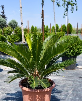 Palmier Cycas revolta