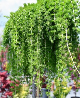Larice Pendular Larix Pendula  