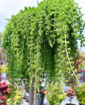 Larice Pendular Larix Pendula 
