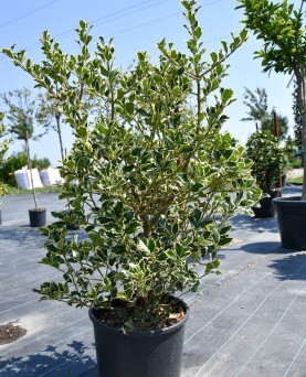 Laur Ilex aquifolium 