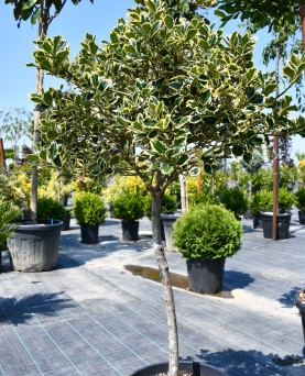 Laur Ilex Copcăcel