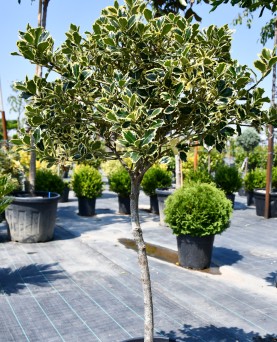 Laur Ilex Copcăcel
