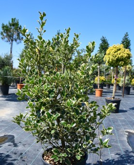 Laur Ilex aquifolium 