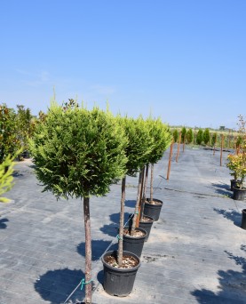 Leylandii Glob