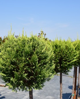 Leylandii Glob