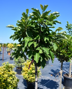 Magnolia soulangeana