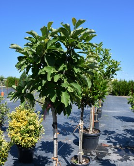 Magnolia soulangeana