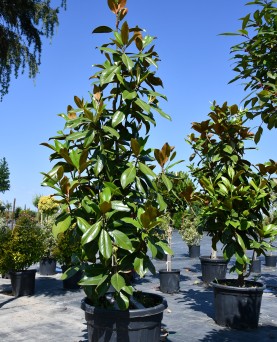 Magnolie Grandiflora  