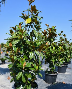 Magnolie Grandiflora 