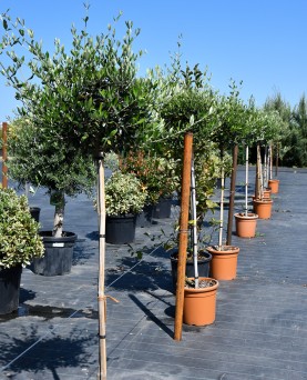 Măslin Olea Europaea
