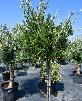 Măslin Olea Europaea