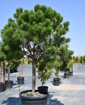 Pin - Pinus Nigra