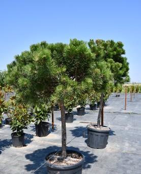 Pin - Pinus Nigra