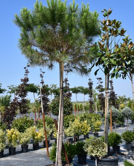 Pin - Pinus Pinea