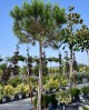 Pin - Pinus Pinea