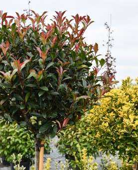 Photinia Copac Red Robin