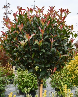 Photinia Red Robin 
