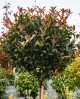 Photinia Copac Red Robin