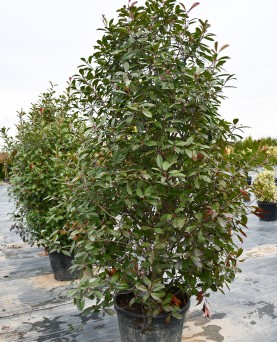 Photinia Red Robin Tufă 