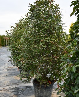 Photinia Red Robin Tufă 