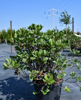 Rhododendron
