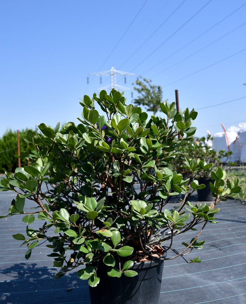 Rhododendron
