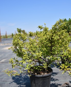 Rodie Punica Granatum